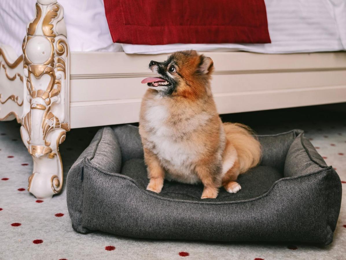 Grand Hotel Lviv Casino & Spa Ngoại thất bức ảnh A dog bed